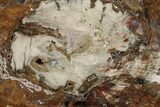 Colorful, Hubbard Basin Petrified Wood Slab - Nevada #239323-1